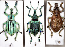 Curculionidae Mix Indonesian West Papua Eupholus Beetle Coleoptera Rare for sale  Shipping to South Africa