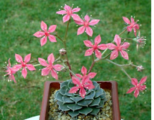 Graptopetalum bellum exotic for sale  Miami