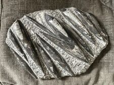 Large polished devonian for sale  MACCLESFIELD