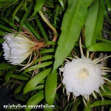 Epiphyllum oxypetalum raciné d'occasion  Palavas-les-Flots