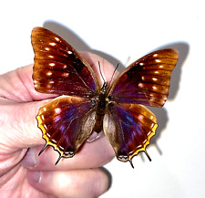 Insect Butterfly Nymphalidae Charaxes mafuga-Rare Female No. 4! for sale  Shipping to South Africa