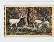 Postcard white fallow for sale  Almond