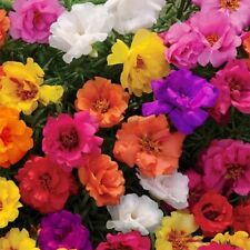 moss rose for sale  Wakefield