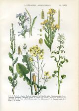 Botanical wallflower watercres d'occasion  Saint-Cyprien