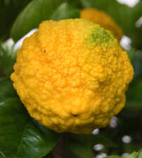 Citrus medica 120cm usato  Napoli