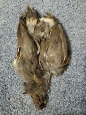 Qp69 quail pelt for sale  Hinton