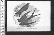 G263 gravure 1900 d'occasion  Amiens-