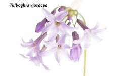 Tulbaghia violacea marginal for sale  MARKET RASEN