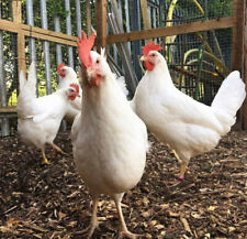 hatching chicken eggs for sale  LONDON