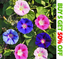 Morning glory mix for sale  DONCASTER