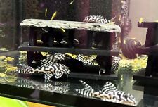 Hypancistrus l236 pleco for sale  EXETER