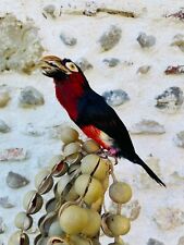 Bird taxidermy pogonornis d'occasion  Aire-sur-l'Adour