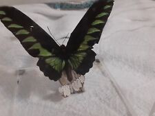 Brookiana albescens moth for sale  Lake Mary