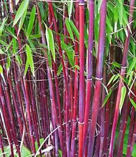 Siergras bamboo seeds for sale  Ravensdale