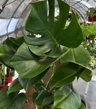 Monstera deliciosa swiss for sale  Reseda