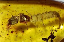 Inclusão de larvas de insetos fósseis de besouro aquático em âmbar birmanês birmanês birmanês comprar usado  Enviando para Brazil