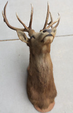 Large elk head for sale  Stoughton