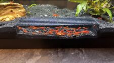 Shrimp tunnel shrimp for sale  Largo