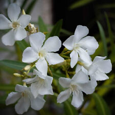 Nerium oleander soeur d'occasion  Pouzauges