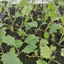Pflanzen jungpflanzen kohlrabi gebraucht kaufen  Langenleuba-Niederhain