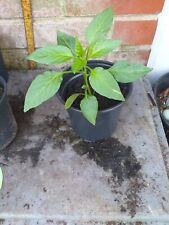 banana plant for sale  SOUTHAMPTON