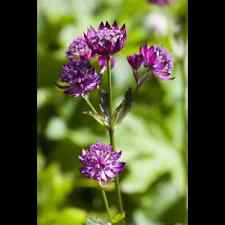 Astrantia major große gebraucht kaufen  Deutschland