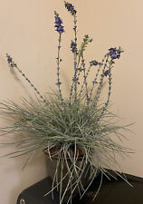 Faux lavender potted for sale  Florence
