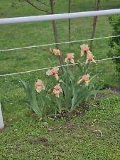 iris rhizomes for sale  Mcalester