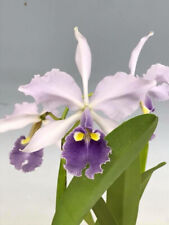 Cattleya warscewiczii coerulea for sale  USA