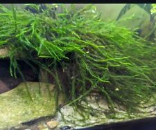 Willow moss native for sale  BELLSHILL