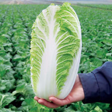 500 napa cabbage for sale  Easton