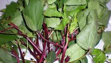 Gongura red stem for sale  Glendale Heights