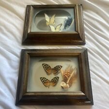 Butterfly taxidermy dried for sale  Fort Shaw