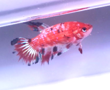 Betta splendens koi d'occasion  Ferrette