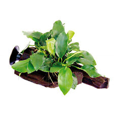 Anubias barteri rooted for sale  Forney