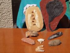 Fossil collection mosasaur for sale  Tucson