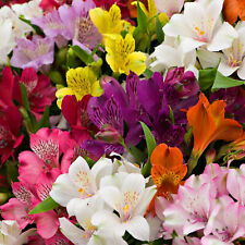 Alstroemeria plant mix for sale  UK