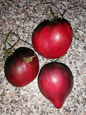 Tomatensamen sgt peppers gebraucht kaufen  Stadtroda