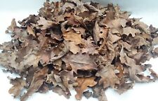 Oak dried leaves for sale  LONDON