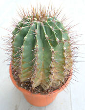 Ferocactus rectispinus X glaucescens 105 (27x25,5cm) rare HYBRID for sale  Shipping to South Africa