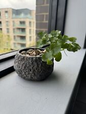 Dioscorea elephantipes caudex for sale  LONDON