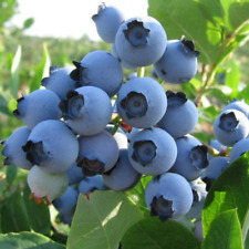 Blueberry vaccinium spartan for sale  UK