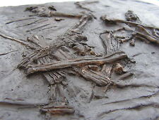 Fossils replica jurassic for sale  SWINDON