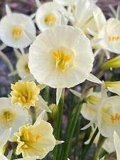 Narcissus arctic bells for sale  LONDON