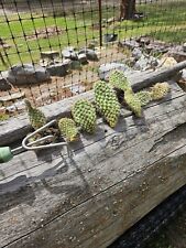 prickley plant pear for sale  Missoula