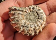 ammoniten madagaskar gebraucht kaufen  Südstadt,Papendorf
