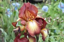 Iris germanica kent for sale  CRANBROOK