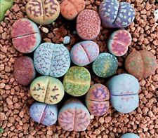 Lithops rare living for sale  WADHURST