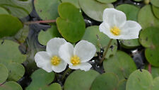 water lily for sale  BUCKFASTLEIGH