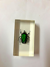 Real insect emerald for sale  BURY ST. EDMUNDS